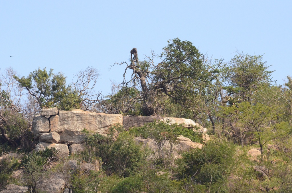2015-05 South Africa/iMfolozi/DSC_0254.JPG